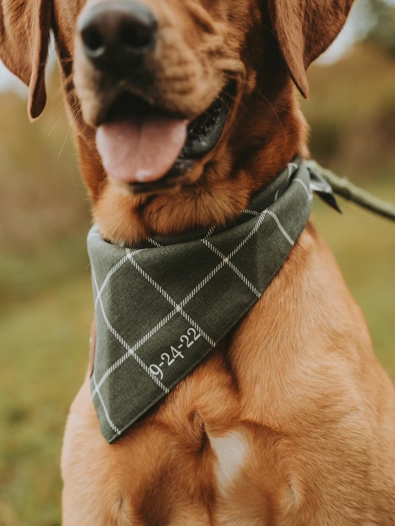 Pet bandana